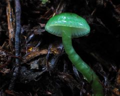 green mushroom