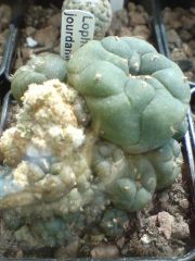 Lophophora jourdaniana