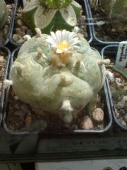 Lophophora williamsii - one of the spidermite sanctuary survivers finally flowering and back on track
