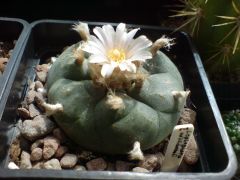 Lophophora williamsii flowering again : ]