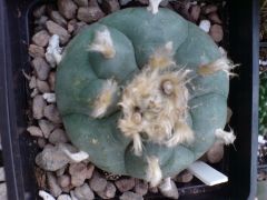 Lophophora williamsii