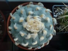 Lophophora williamsii