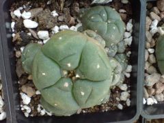 Lophophora williamsii caespitosa La Perdida Mexico