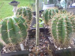 Trichocereus validus X echinopsis - uk