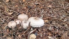 Local park mushrooms