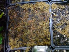 new virola germination media mix