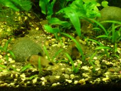 Corydoras panda Ucayali Peruu