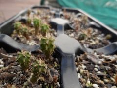 6 Month Old Bridgesii