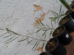 9 Month Acacia Acuminata
