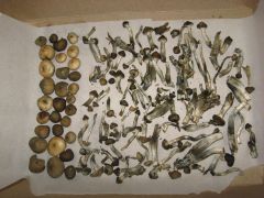 Psilocybe ovoideocystidiata