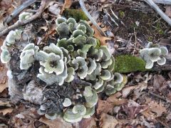 Trametes versicolor?