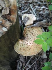 Coexisting Fungi