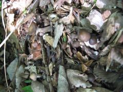 Psilocybe ovoideocystidiata