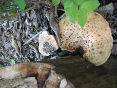 Coexisting Fungi