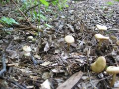 Ninja Psilocybe ovoideocystidiata