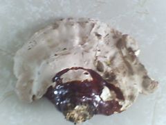 reishi