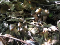 Psilocybe ovoideocystidiata