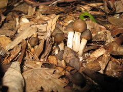 Psilocybe ovoideocystidiata