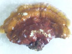 reishi2012 1