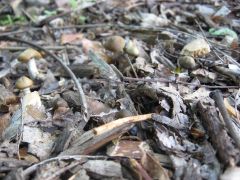 Psilocybe ovoideocystidiata