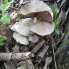 Coexisting Fungi