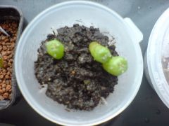 Lophophora williamsii own grown