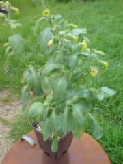 Nicotiana rustica flowering
