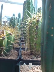 Cactus corner