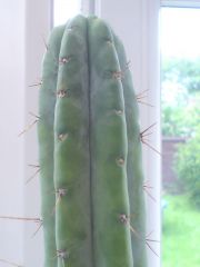 Trichocereus macrogonus - papizhina