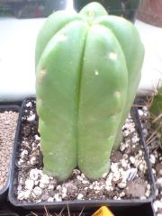 Trichocereus scopulicola cutting very well rooted indeed