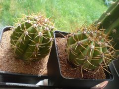 Trichocereus terscheckii - left from Italy , right from France