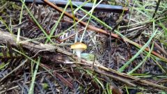 IMG 20140711 123413043