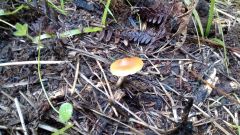 IMG 20140711 123432021