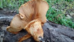 IMG 20140614 170050724