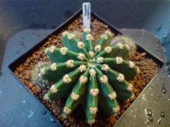 Echinopsis exotica hybrid