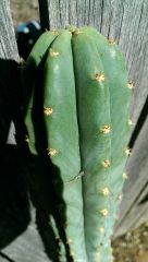 Trichocereus (pachanoi?)