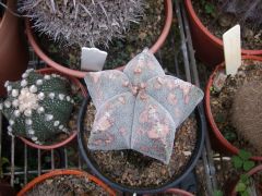 A.myriostigma variagata