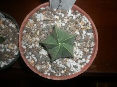 A.myriostigma nudum