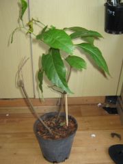 Banisteriopsis Caapi Plant