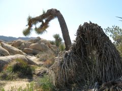 Joshua Tree