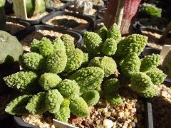 Adromischus marianae v. herrei 'Rough Form'