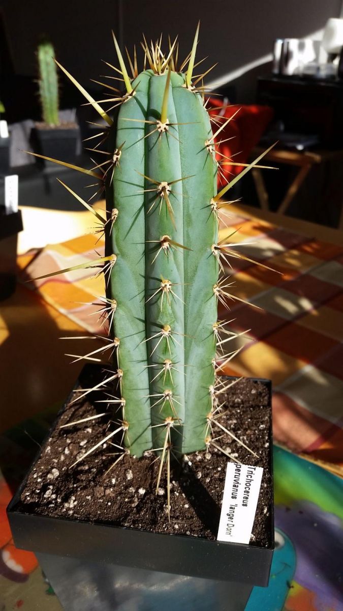 Trichocereus 1#