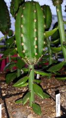 More information about "Juul's Giant x peruvianus"