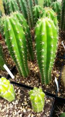 trichocereus seedlings