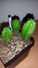 bridgesii 'helen' x  huanucoensis