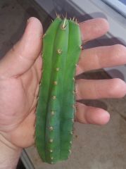 macrogonus x bridgesii 'helen'