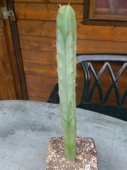 bridgesii