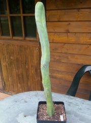 bridgesii monster