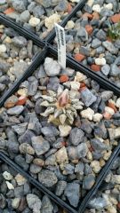 Ariocarpus kotschoubeyanus 1