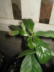 Psychotria black tips